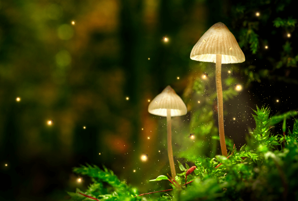 The Power of MDMA and Psilocybin for Mental and Emotional Healing