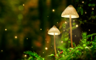 The Power of MDMA and Psilocybin for Mental and Emotional Healing